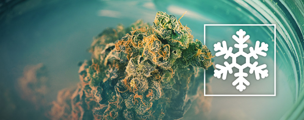 To Freeze Or Not To Freeze Your Weed?