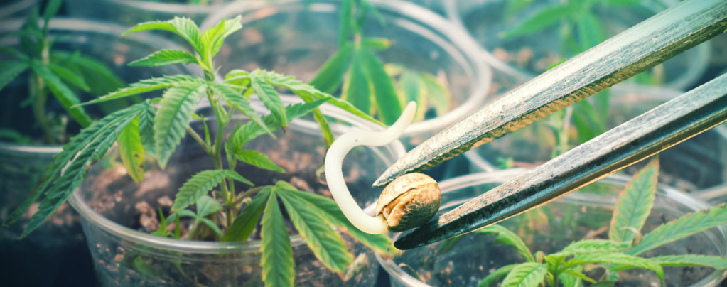 Seeds Vs. Clones: A Definitive Guide To The Pros And Cons