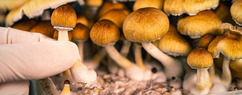 How To Harvest Magic Mushrooms