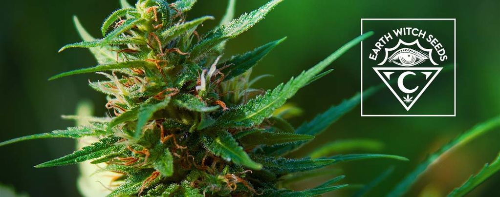 Earth Witch Seeds: Organic And Vegan