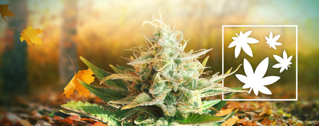 The Best Season To Smoke Weed