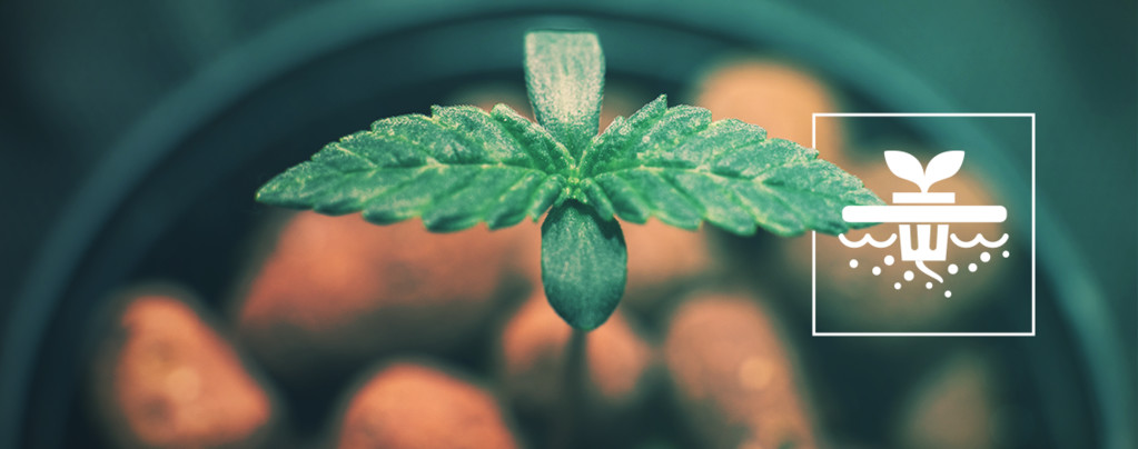 5 Cannabis Strains Perfect For Deep Water Culture Hydroponics