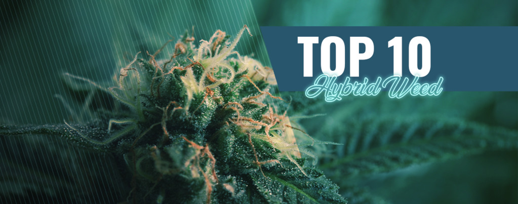 Amsterdam's Best 10 Coffeeshops Hybrid Cannabis