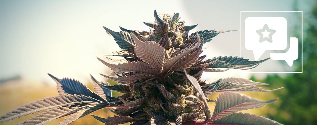 Wedding Cake (Zamnesia Seeds) feminized