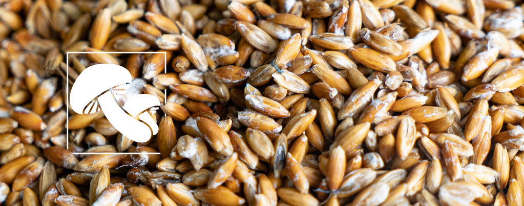 What Is Mushroom Spawn (And How To Make It)?