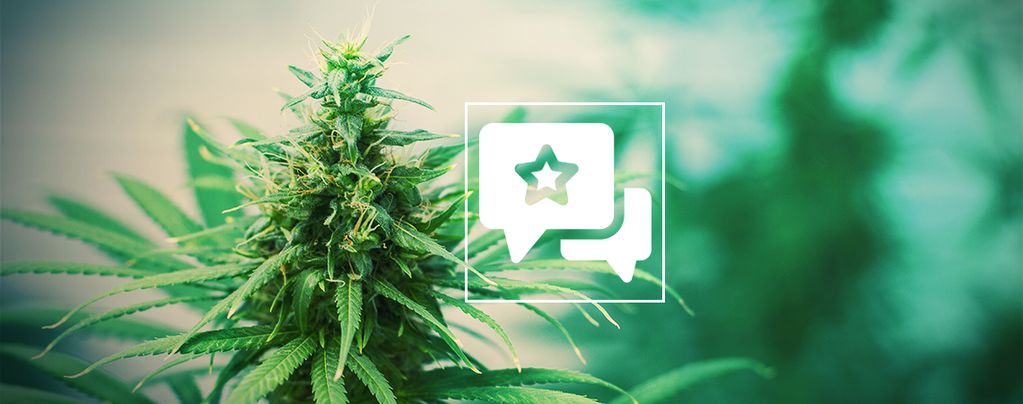 Tangerine Dream (Barney's Farm) feminized