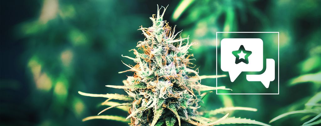 Cookies Kush (Barney's Farm) feminized