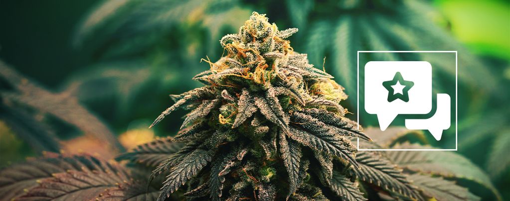 GG4  (Zamnesia Seeds) feminized