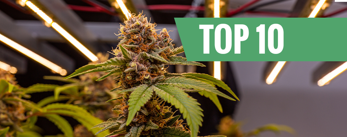 Top 10 tallest cannabis strains