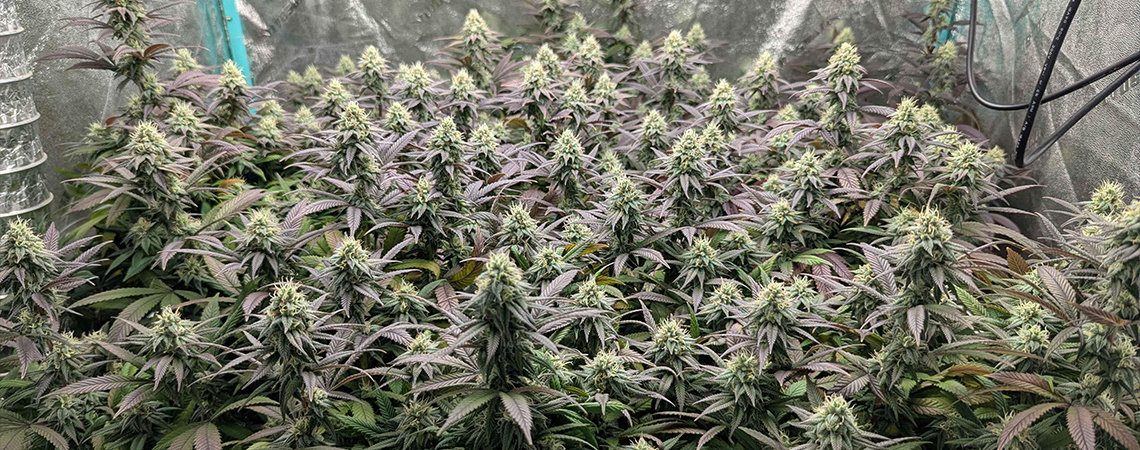 Top 10 high-yielding feminized cannabis strains