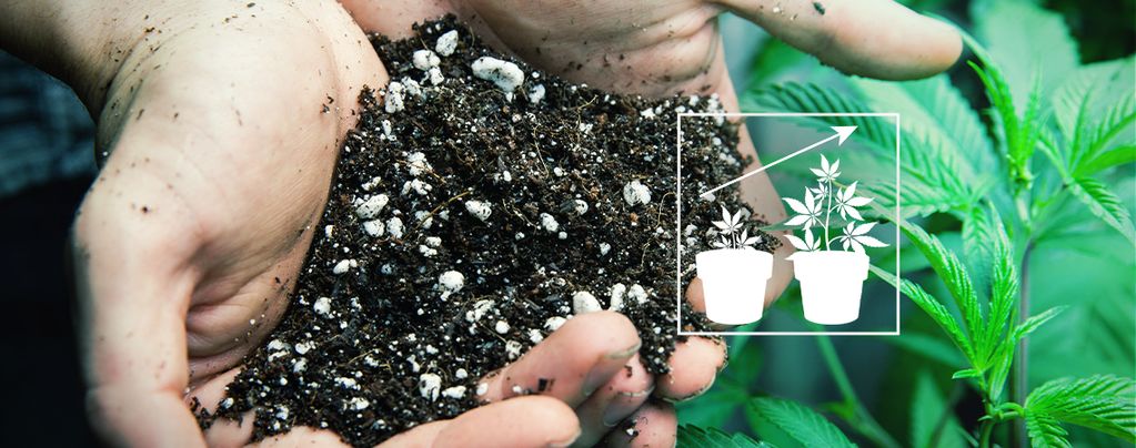 Best Soil Mix Cannabis