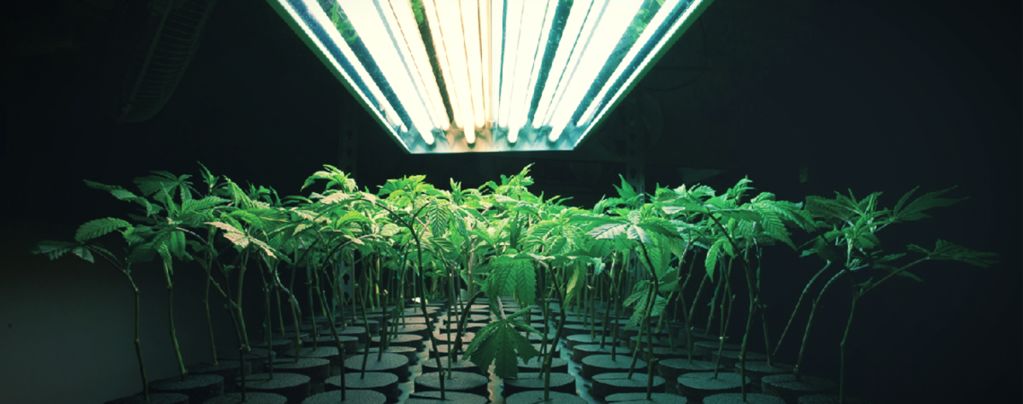 What Is An Inert Growing Medium In Cannabis Cultivation