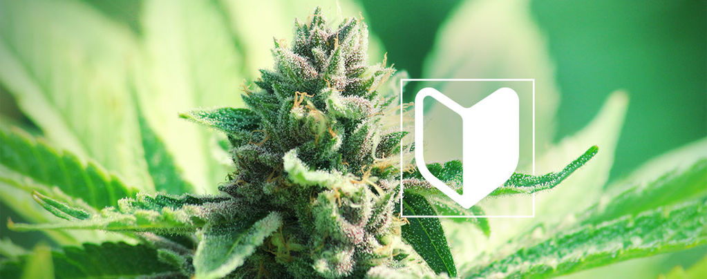 What Do You Need To Start Growing Cannabis?