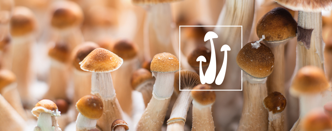 Fresh vs dried Magic mushrooms: Which one is better?