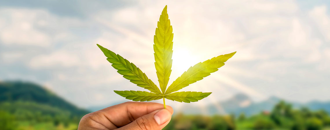 Cannabis Careers Explained