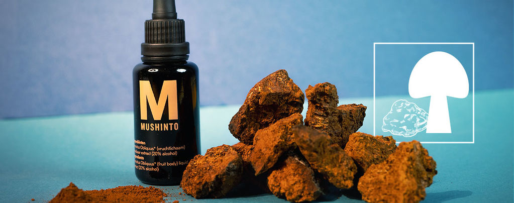What Is Chaga Mushroom?