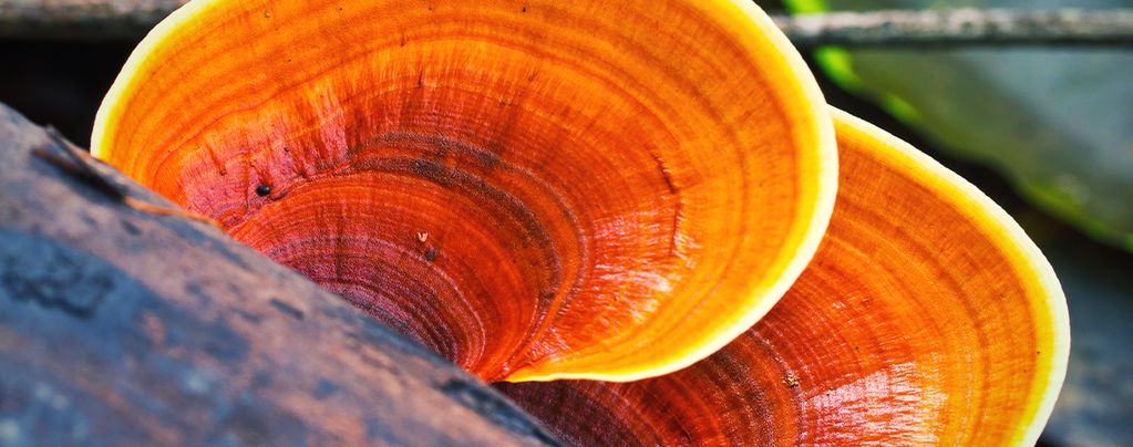 What Is Reishi Mushroom?