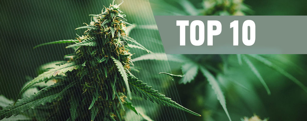 Top 10 Best Regular Cannabis Seeds Of 2026