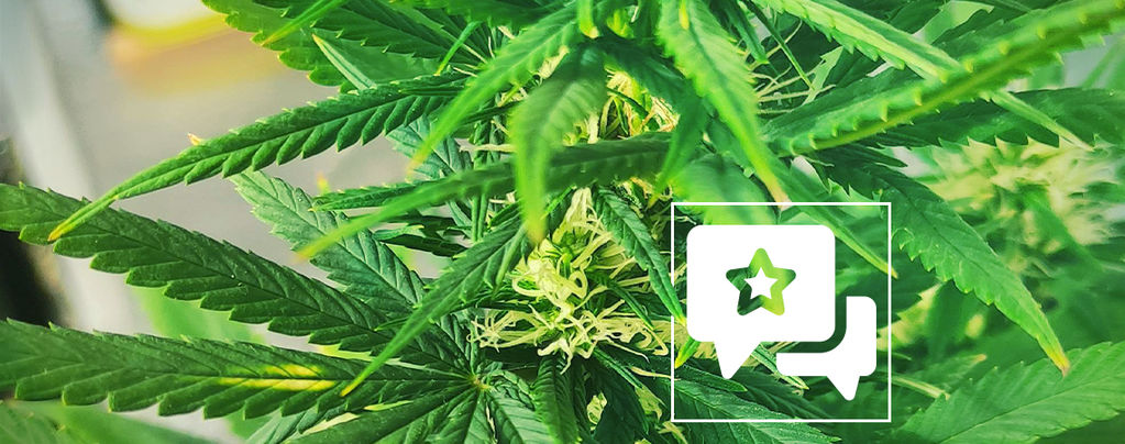 Recenze odrůdy: Kali Mist