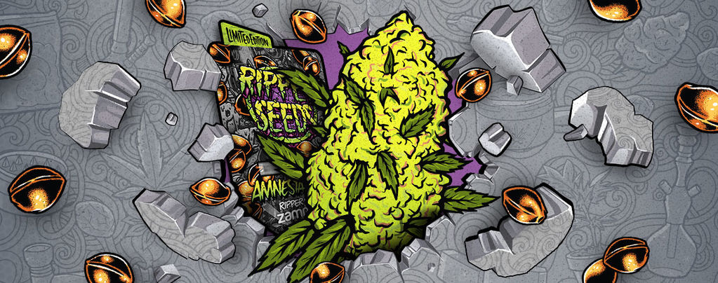 Zamnesia x Ripper Seeds: Amnesia Punch (Limited Edition)