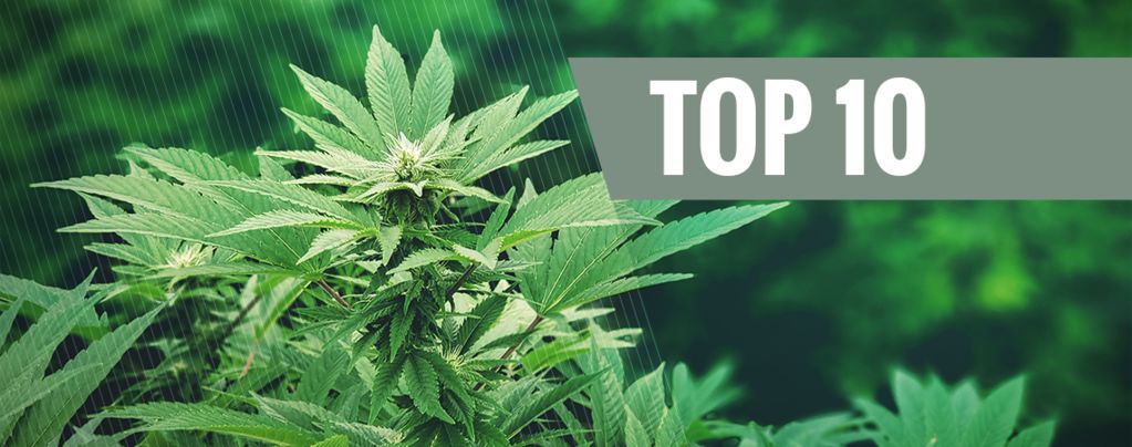 Popular Uses For Hemp