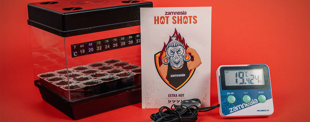 When And How To Germinate Hot Pepper Seeds