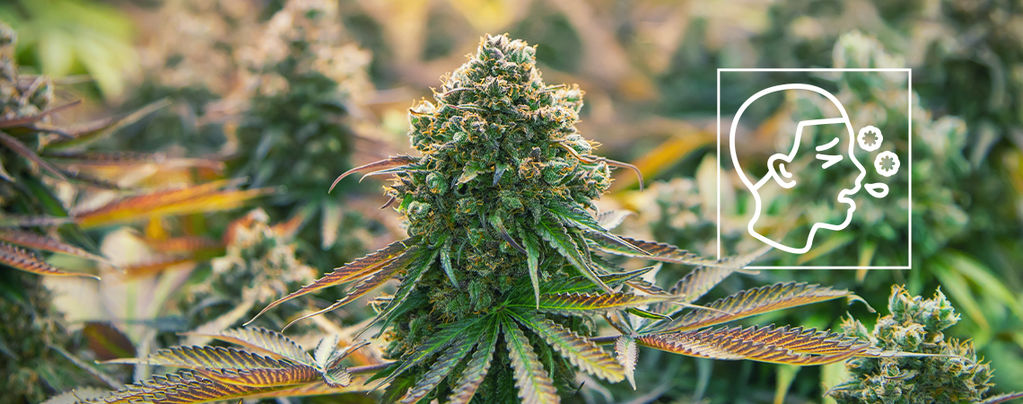 What Are Cannabis Allergies?