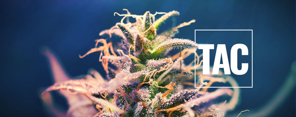 What Is TAC And Why Is It Important?