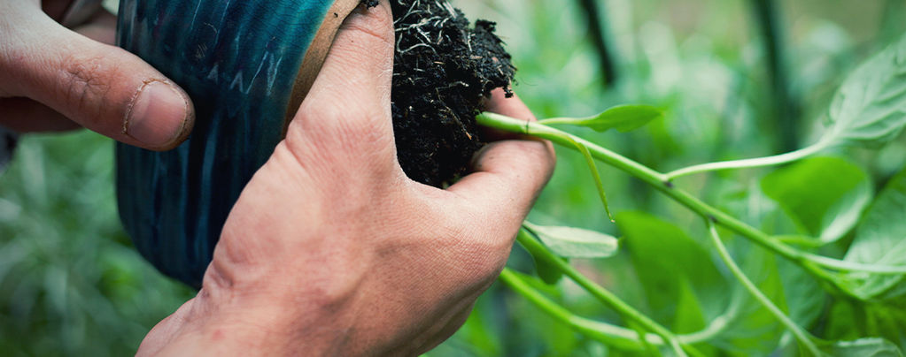 How To Transplant Hot Pepper Plants 