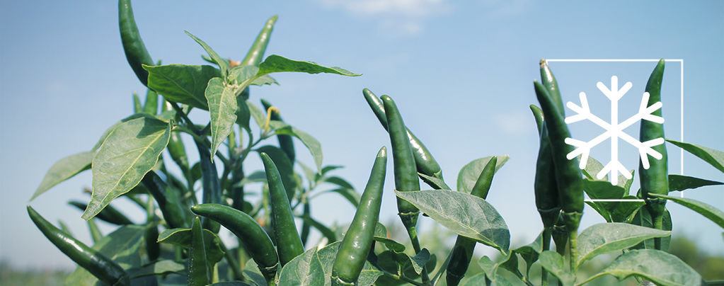 How To Overwinter Pepper Plants 