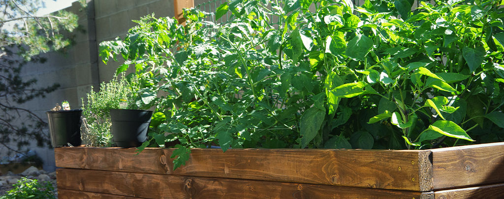 How To Make Raised Beds For Hot Peppers 