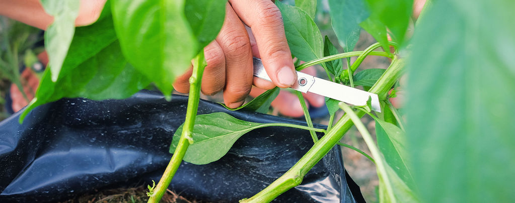 Jak prořezávat pálivé papriky pro maximální úrodu