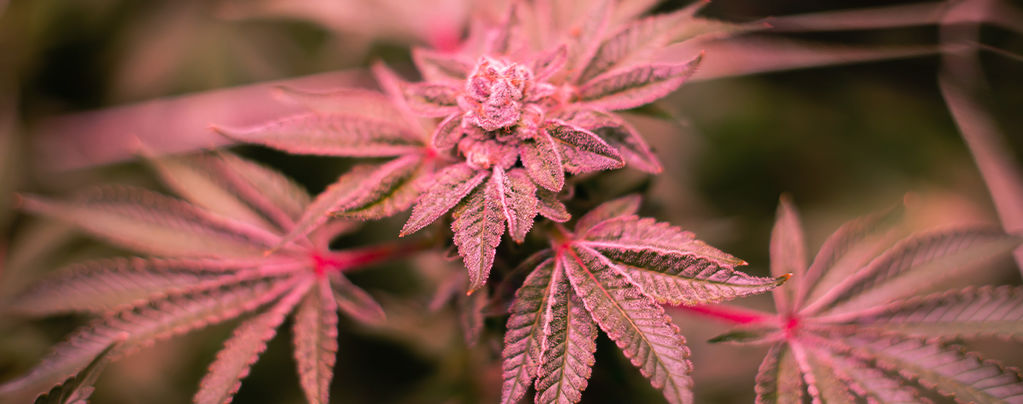 How To Fix Purple And Red Cannabis Stems