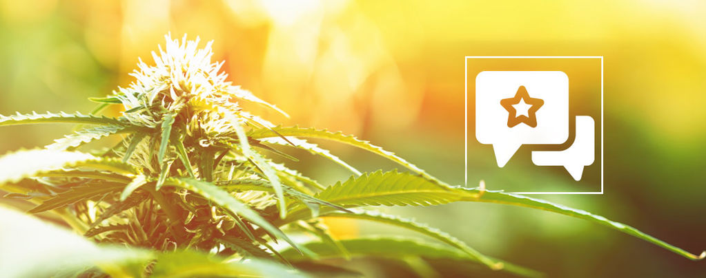 Biscotti: Recenze a informace o odrůdě konopí