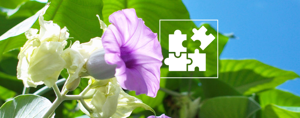 All You Need To Know About Microdosing LSA