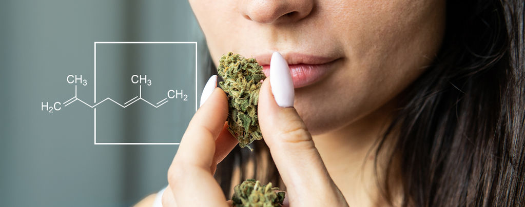 What Is Ocimene And What Does This Terpene Do?