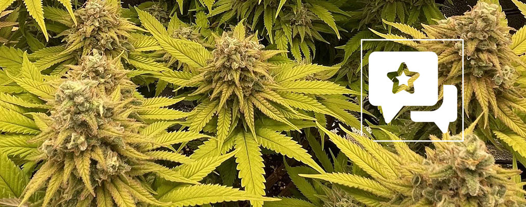 Recenze odrůdy: Kosher Kush