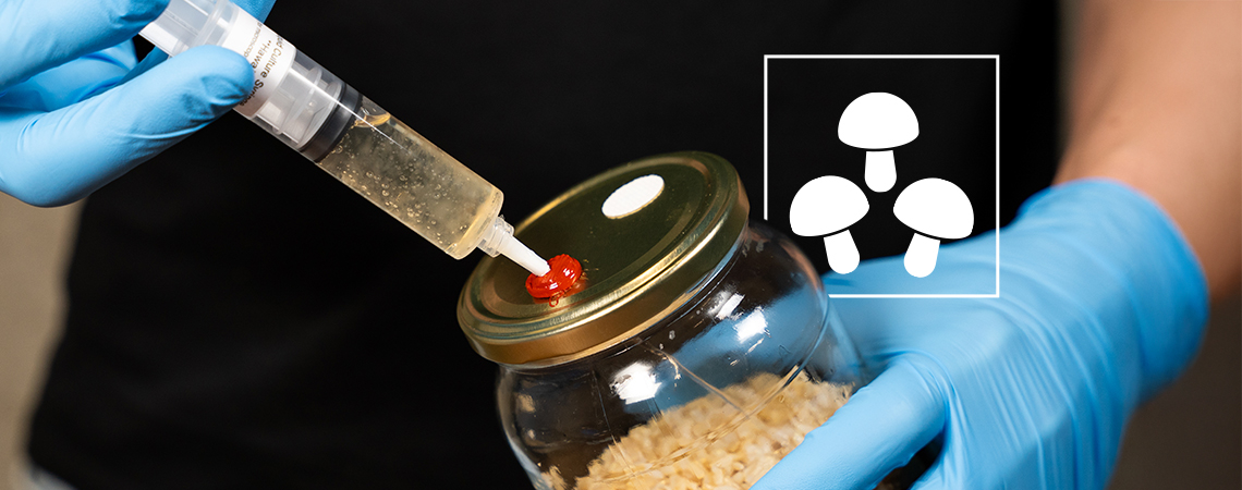 How to use magic mushroom liquid cultures