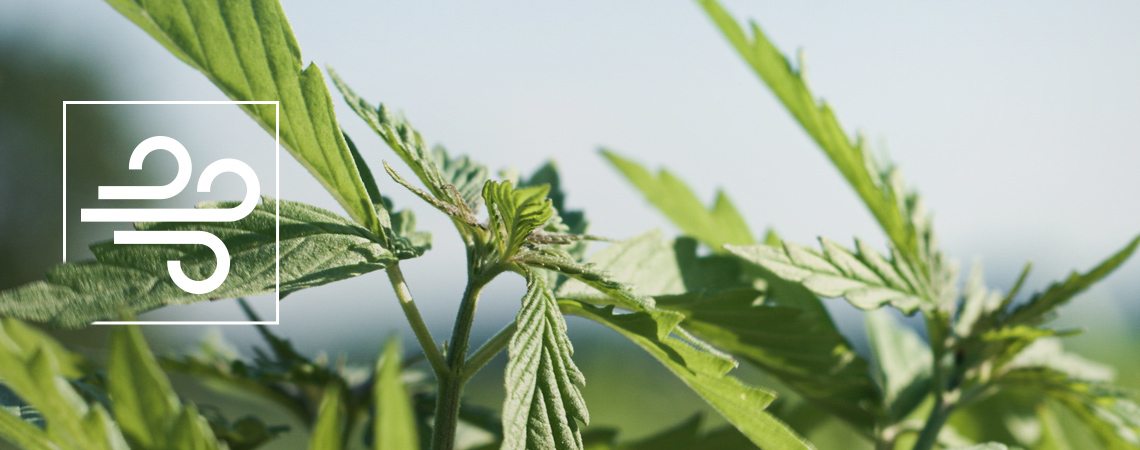 How To Identify And Treat Cannabis Wind Burn