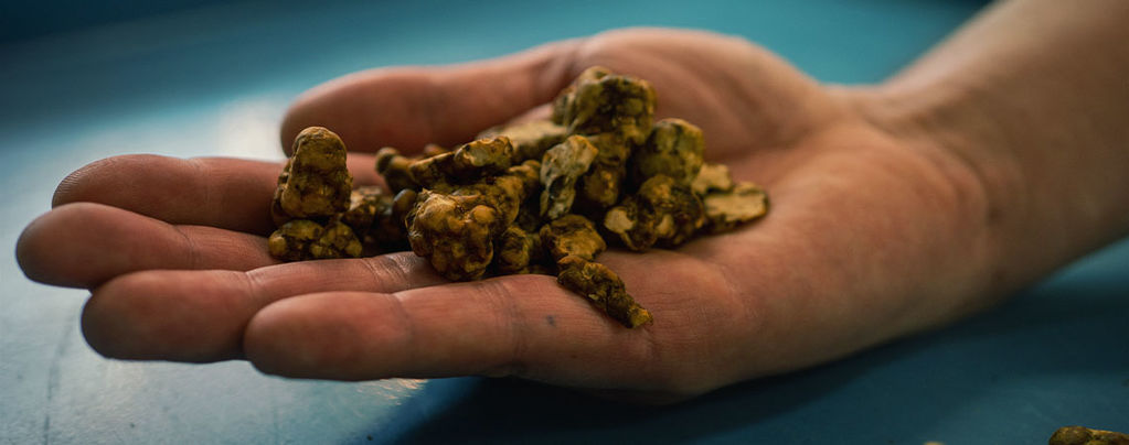 Objevování Psilocybe tampanensis: Původní magický lanýž