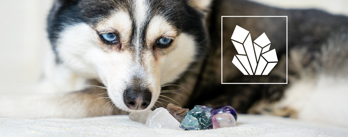 Crystals for pets: Gemstones to support your furry friends