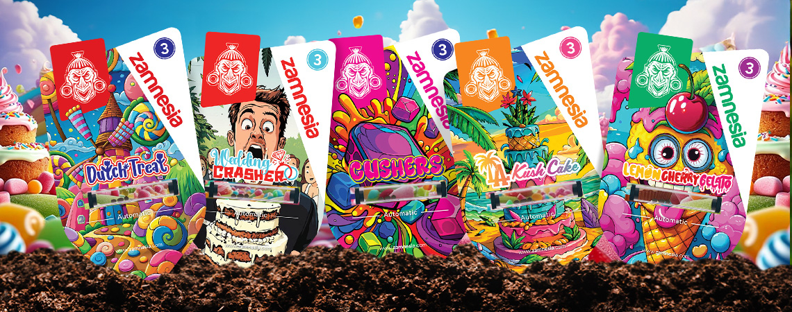 Zamnesia strains showcase: Sweet-Topia