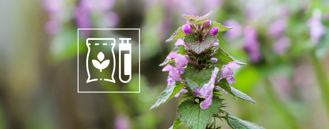 Catnip’s effect on humans: A complete guide 