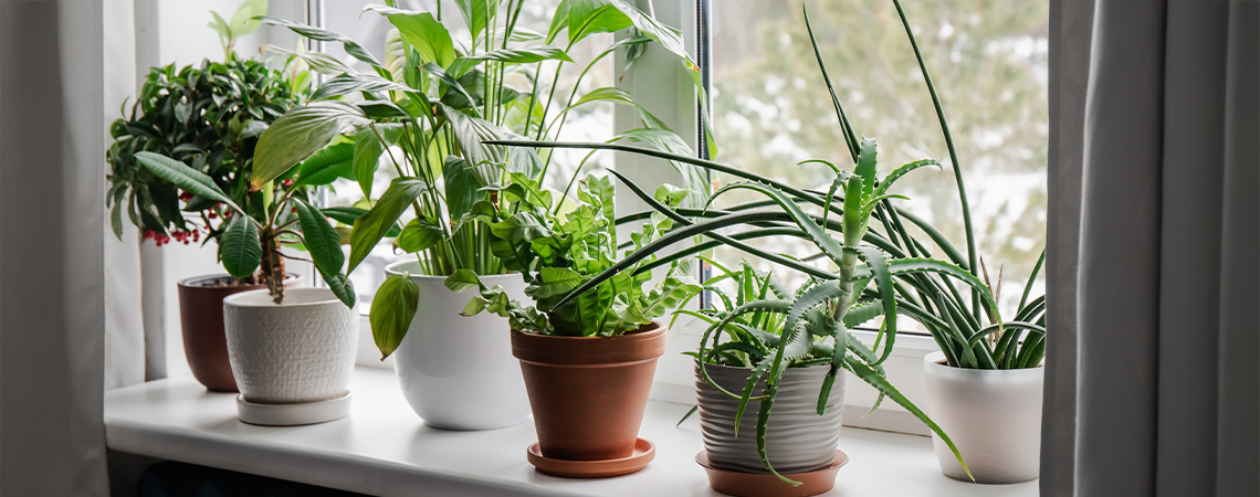Best indoor plants to improve air quality and mood during colder months