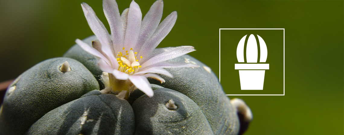 What is peyote and why do people use it?