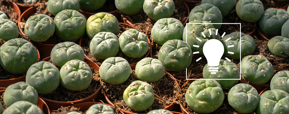 Peyote consumption: Everything you should know before considering use