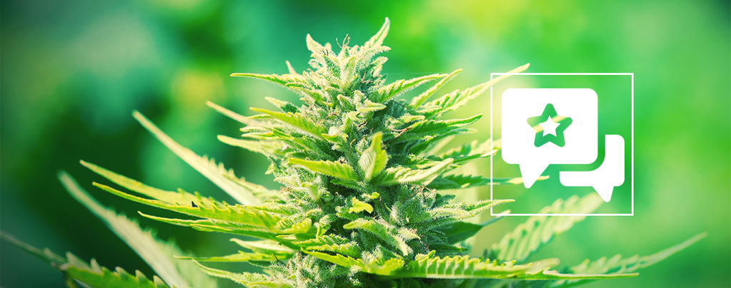 Chemdawg: Recenze a informace o odrůdě konopí