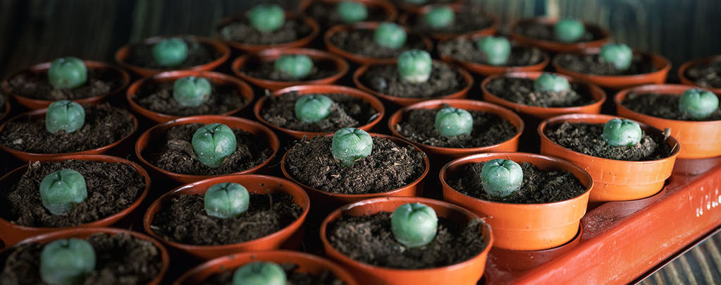 Effects of Peyote Use on the Brain