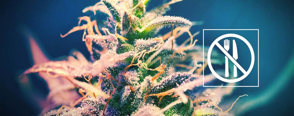 Odrůdy konopí, po kterých nepřijdou munchies?