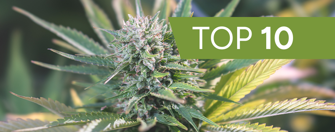 Našich 10 nejoblíbenějších seedbank